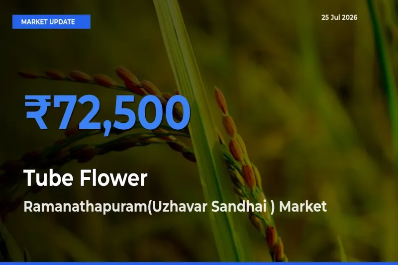 Farmers Prefer Ramanathapuram(Uzhavar Sandhai ) as Tube Flower Hits Highest Rate