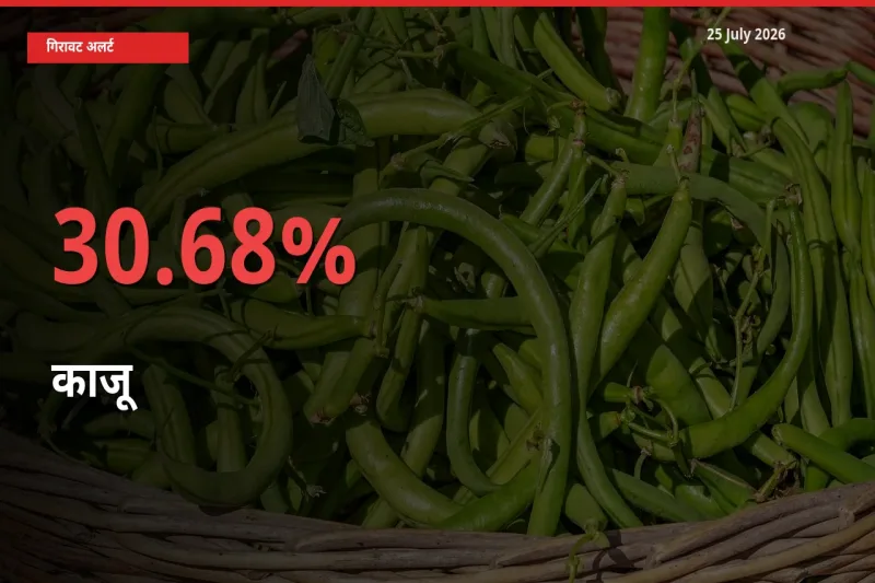अचानक झटका! मंडी में काजू के दाम 30.68% टूटे