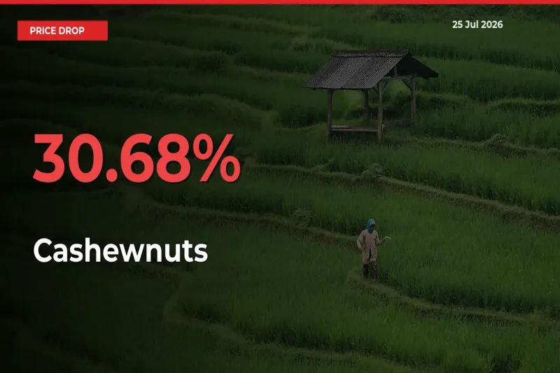 Cashewnuts Prices Drop 30.68% – July 25 Market Update from Mandis