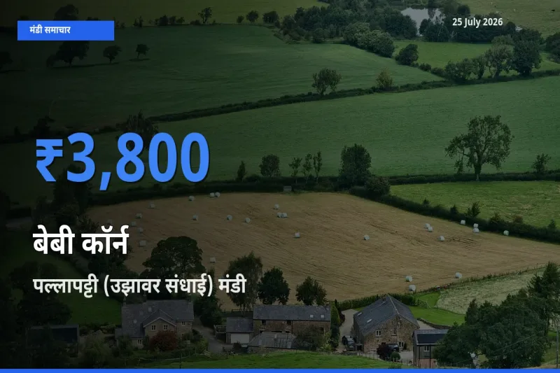 पल्लापट्टी (उझावर संधाई) में बेबी कॉर्न का आज सबसे ऊँचा भाव