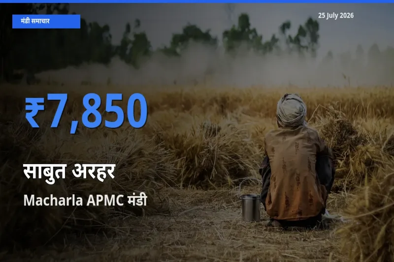 टॉप मंडी बना Macharla APMC! साबुत अरहर के सबसे ऊँचे दाम यहीं दर्ज