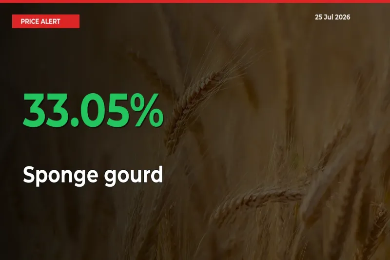 Sudden 33.05% Rally in Sponge gourd Prices Across Mandis