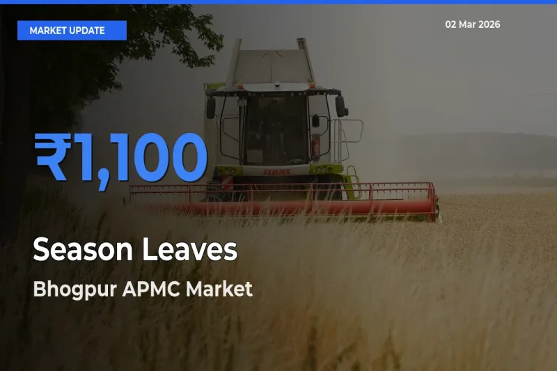 Season Leaves Mandi Rate Today: Bhogpur APMC Tops the List