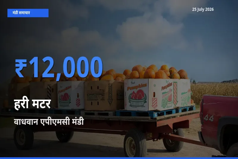 वाधवान एपीएमसी मंडी में हरी मटर ₹12,000 पर पहुँचा – आज का सर्वोच्च भाव