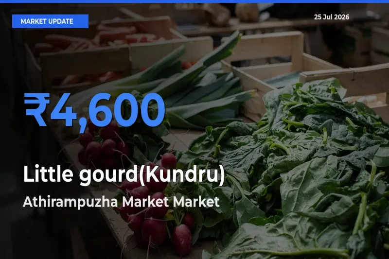 Athirampuzha Market Emerges as Top Mandi for Little gourd(Kundru) Prices Today