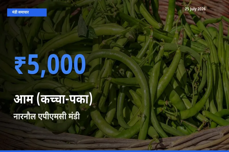 किसानों की पसंद बना नारनौल एपीएमसी, आम (कच्चा-पका) के सबसे अच्छे दाम