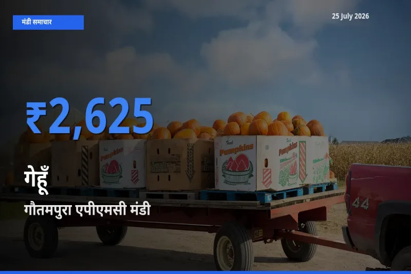 गौतमपुरा एपीएमसी मंडी में आज गेहूँ के सबसे ऊँचे दाम दर्ज