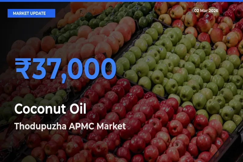 Farmers Prefer Thodupuzha APMC as Coconut Oil Hits Highest Rate