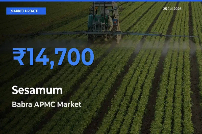 Babra APMC Emerges as Top Mandi for Sesamum Prices Today