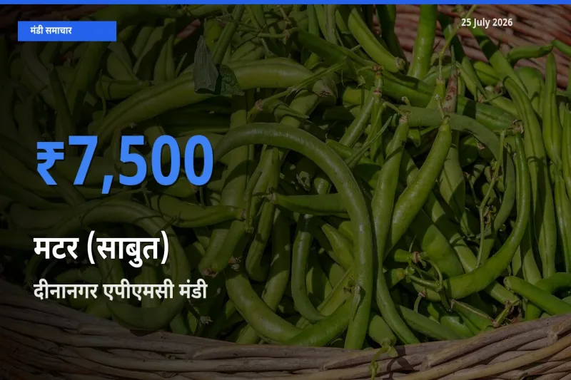 25 July अपडेट: मटर (साबुत) के सबसे ऊँचे दाम दीनानगर एपीएमसी मंडी में