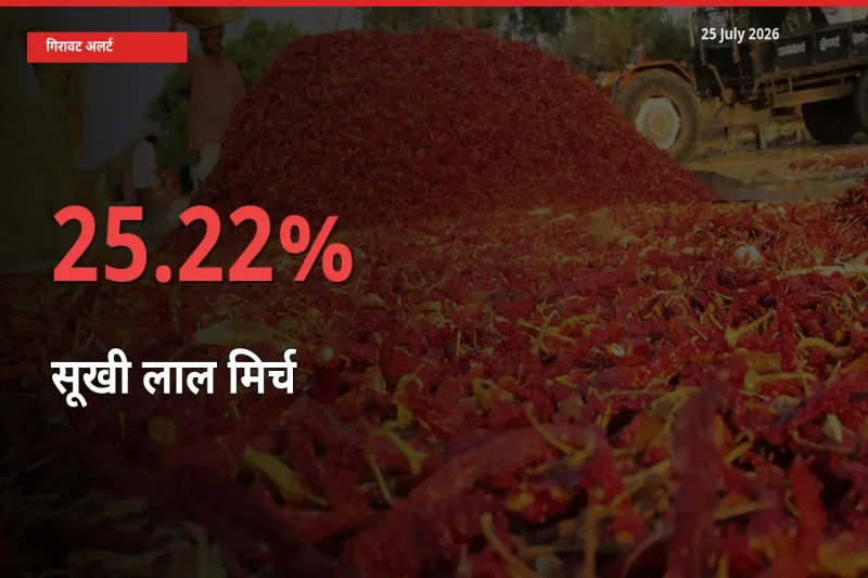 सूखी लाल मिर्च 25.22% गिरा, मंडी