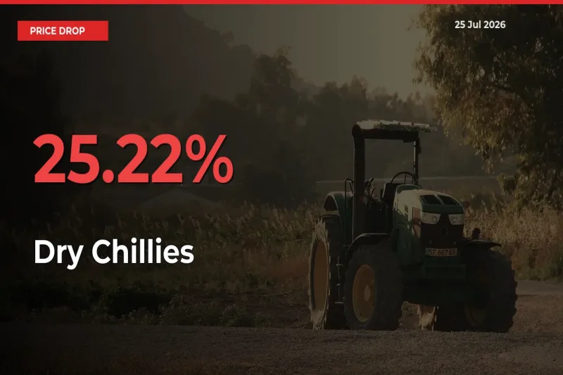 Dry Chillies Falls 25.22% at Mandis