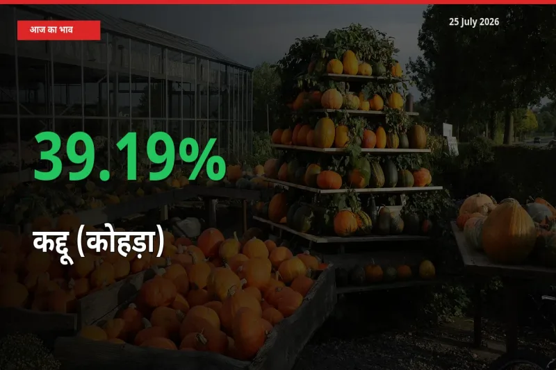 कद्दू (कोहड़ा) 39.19% उछला, मंडी