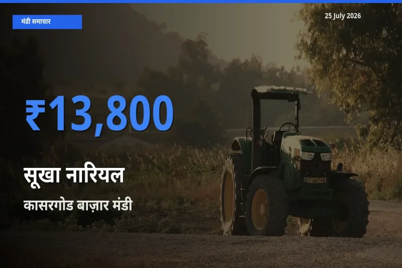 कासरगोड बाज़ार मंडी में आज सूखा नारियल के सबसे ऊँचे दाम दर्ज