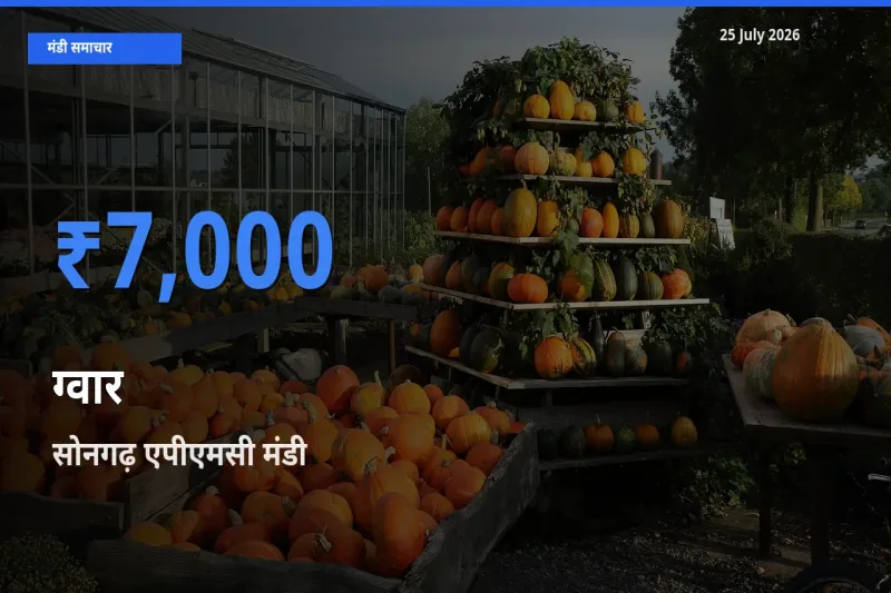 आज ग्वार के सबसे ऊँचे दाम ₹7,000 सोनगढ़ एपीएमसी मंडी में