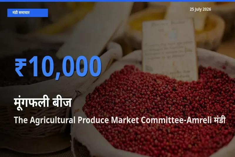 25 July अपडेट: मूंगफली बीज के सबसे ऊँचे दाम The Agricultural Produce Market Committee-Amreli मंडी में
