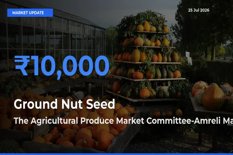 The Agricultural Produce Market Committee-Amreli Records Highest ₹10,000 Rate for Ground Nut Seed