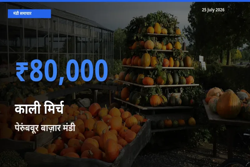 पेरुंबवूर बाज़ार मंडी में काली मिर्च ₹80,000 पर पहुँचा – आज का सर्वोच्च भाव