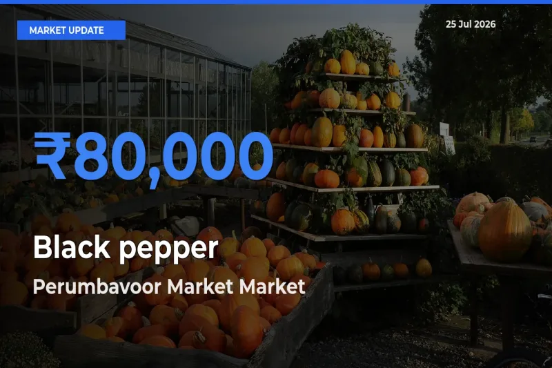 Black pepper Mandi Rate Today: Perumbavoor Market Tops the List