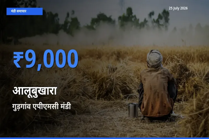 आज आलूबुखारा के सबसे ऊँचे दाम ₹9,000 गुड़गांव एपीएमसी मंडी में