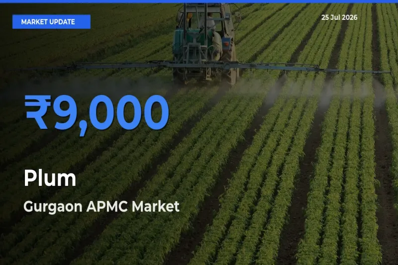 Market Watch: Gurgaon APMC Becomes Top Mandi for Plum