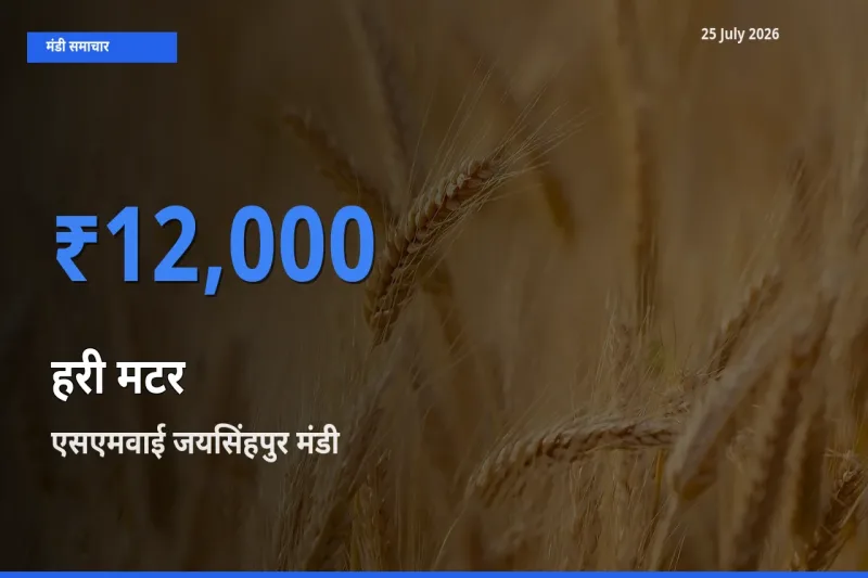 किसानों की पसंद बना एसएमवाई जयसिंहपुर, हरी मटर के सबसे अच्छे दाम