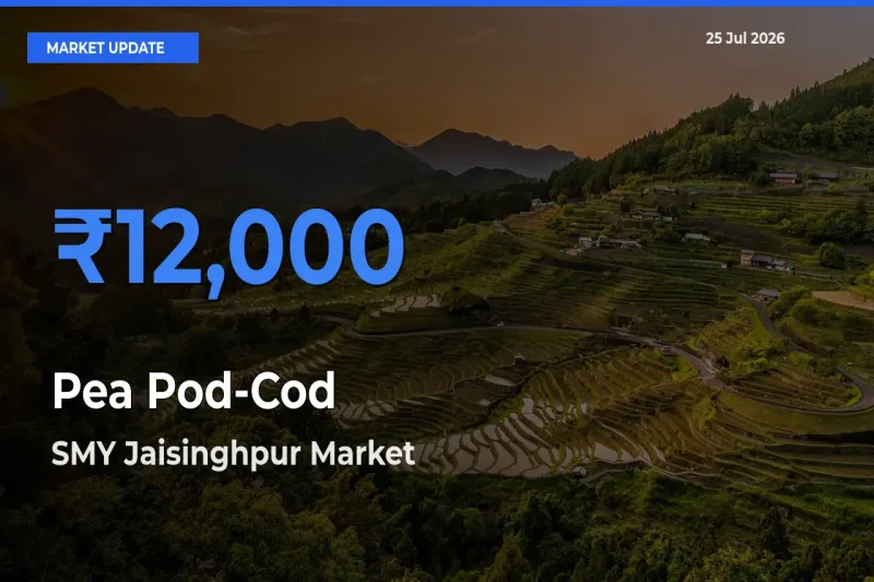 Top Performer! SMY Jaisinghpur Offers Best Pea Pod-Cod Price Today