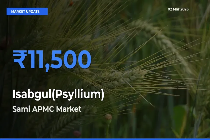 Market Watch: Sami APMC Becomes Top Mandi for Isabgul(Psyllium)