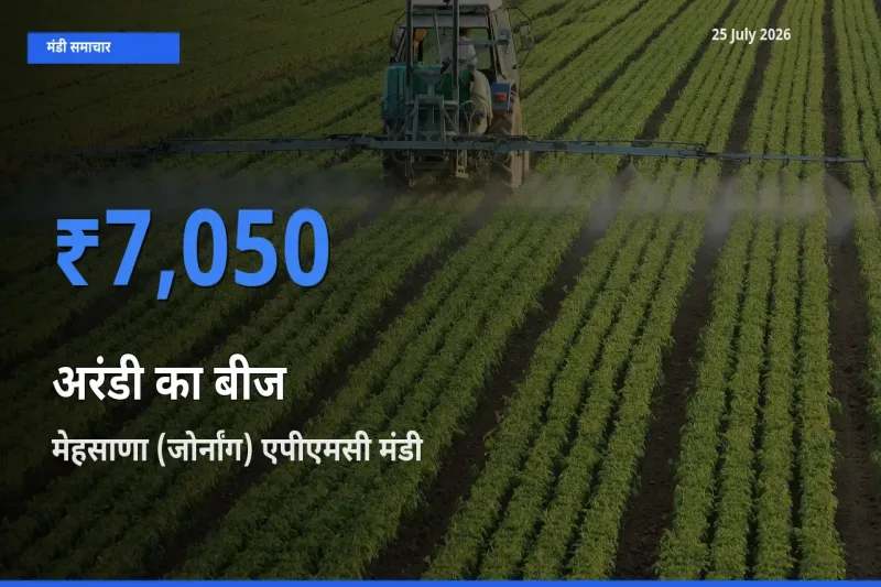 मेहसाणा (जोर्नांग) एपीएमसी मंडी में अरंडी का बीज ₹7,050 पर पहुँचा – आज का सर्वोच्च भाव