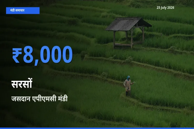 जसदान एपीएमसी में सरसों का आज सबसे ऊँचा भाव
