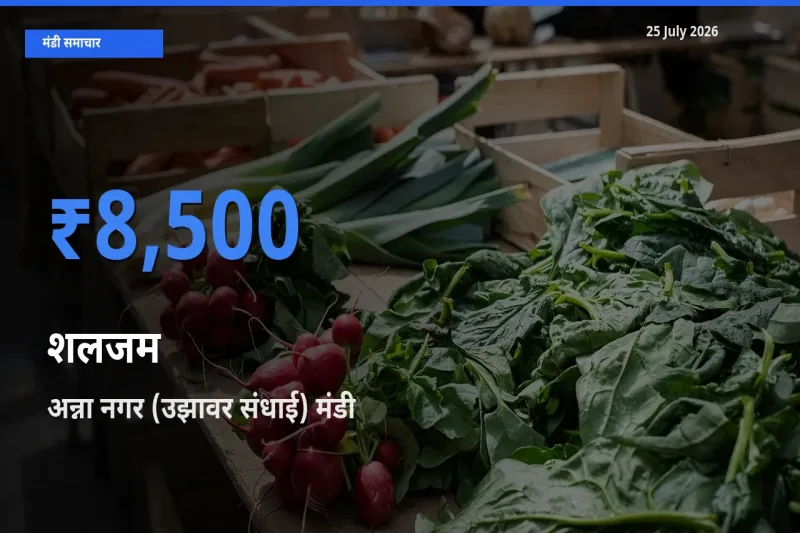 आज का मंडी भाव: शलजम के सबसे ज़्यादा दाम अन्ना नगर (उझावर संधाई) में