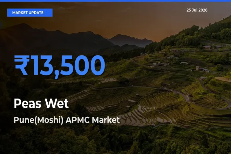 Pune(Moshi) APMC Tops Peas Wet Rates – July 25 Market Update