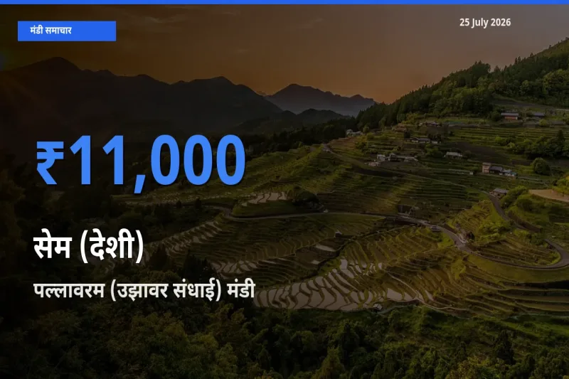 पल्लावरम (उझावर संधाई) मंडी में सेम (देशी) ₹11,000 पर पहुँचा – आज का सर्वोच्च भाव