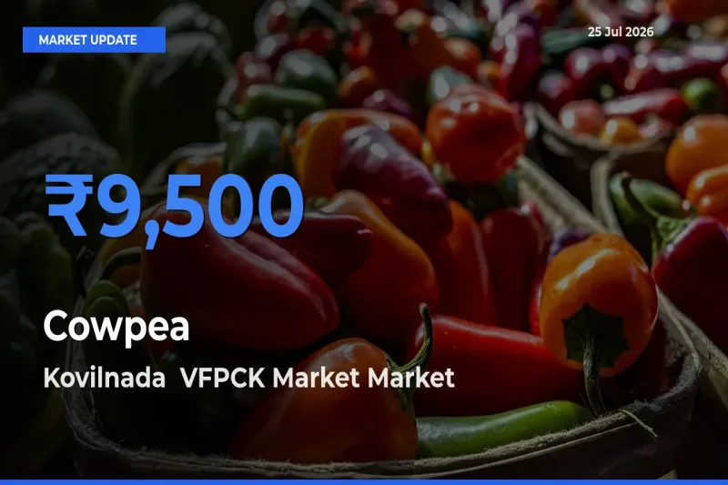 Farmers Prefer Kovilnada VFPCK Market as Cowpea Hits Highest Rate