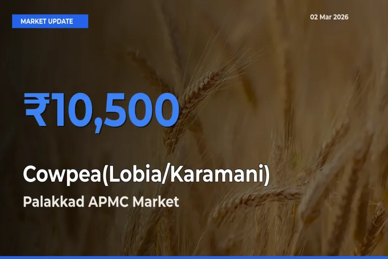 Palakkad APMC Emerges as Top Mandi for Cowpea(Lobia/Karamani) Prices Today