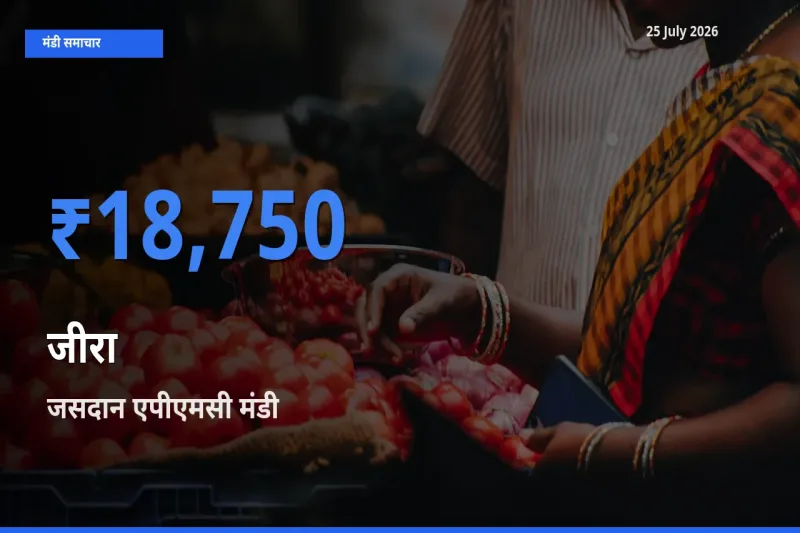 25 July अपडेट: जीरा के सबसे ऊँचे दाम जसदान एपीएमसी मंडी में