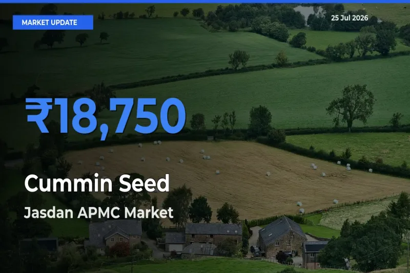 Jasdan APMC Emerges as Top Mandi for Cummin Seed Prices Today