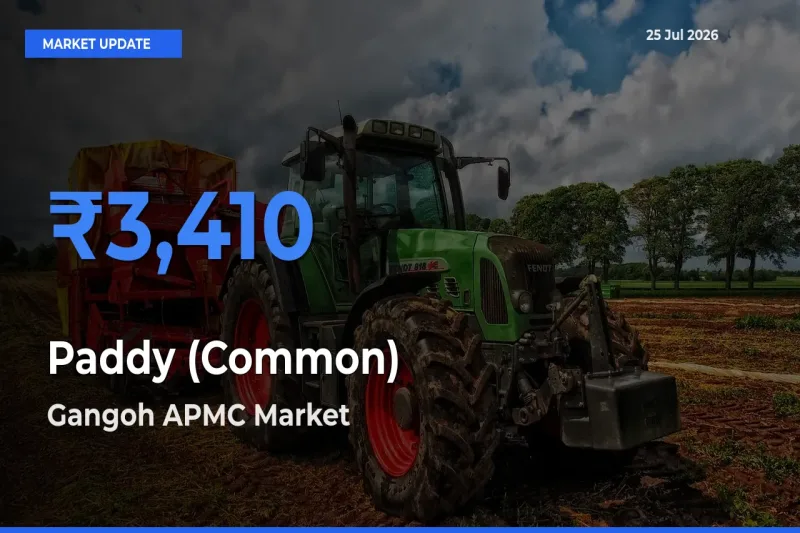 Gangoh APMC Leads as Top Mandi for Paddy (Common) Prices