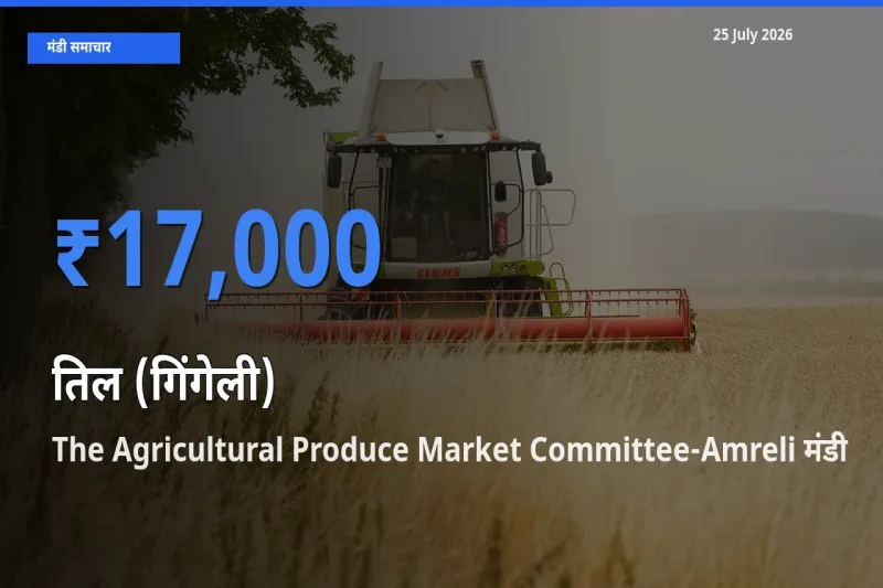 The Agricultural Produce Market Committee-Amreli मंडी में तिल (गिंगेली) ₹17,000 पर पहुँचा – आज का सर्वोच्च भाव