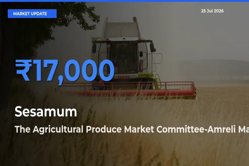 The Agricultural Produce Market Committee-Amreli Tops Sesamum Rates – July 25 Market Update