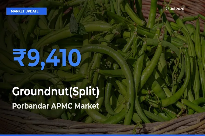 Porbandar APMC Records Highest ₹9,410 Rate for Groundnut(Split)