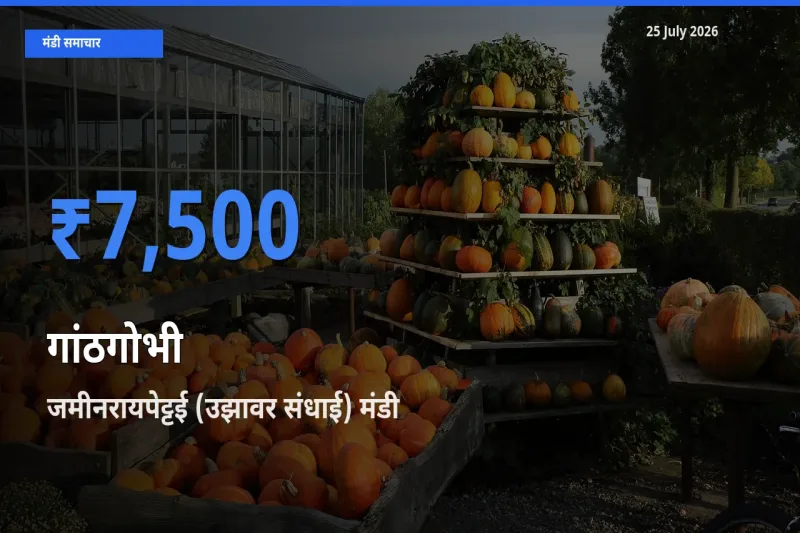 आज का मंडी भाव: गांठगोभी के सबसे ज़्यादा दाम जमीनरायपेट्टई (उझावर संधाई) में