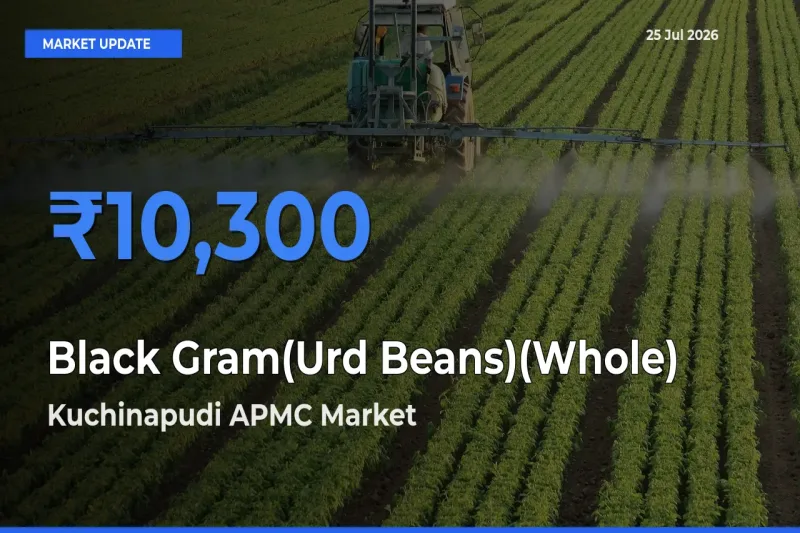 Black Gram(Urd Beans)(Whole) Mandi Rate Today: Kuchinapudi APMC Tops the List