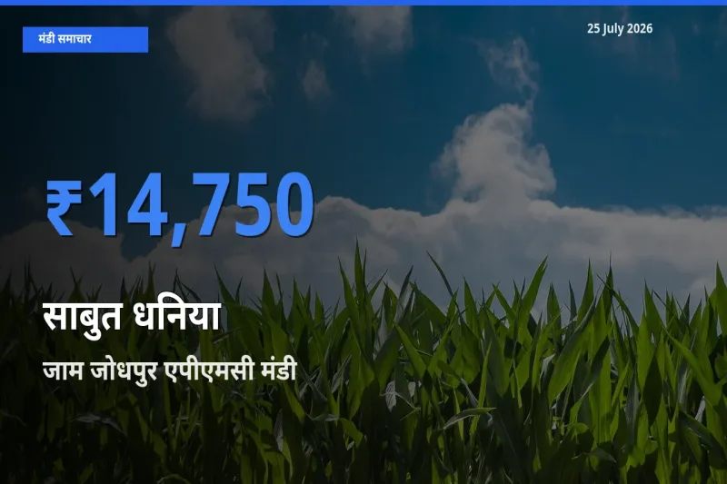 जाम जोधपुर एपीएमसी मंडी में आज साबुत धनिया के सबसे ऊँचे दाम दर्ज