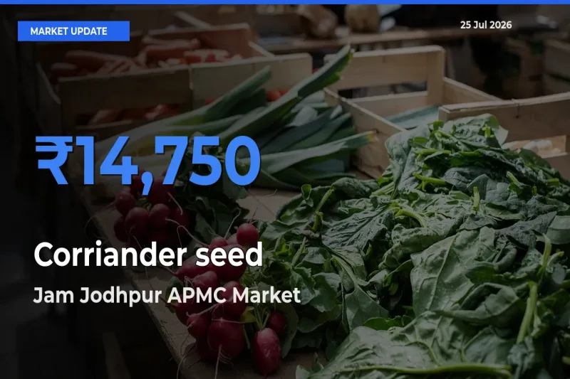 Jam Jodhpur APMC Tops Corriander seed Rates – July 25 Market Update