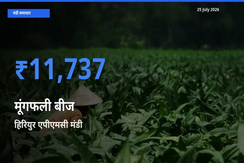 आज मूंगफली बीज के सबसे ज़्यादा दाम हिरियुर एपीएमसी मंडी में दर्ज