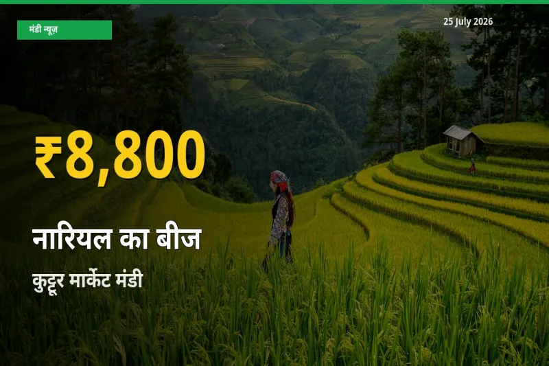 रिकॉर्ड तेज़ी! कुट्टूर मार्केट में नारियल का बीज ₹8,800 पर पहुँचा