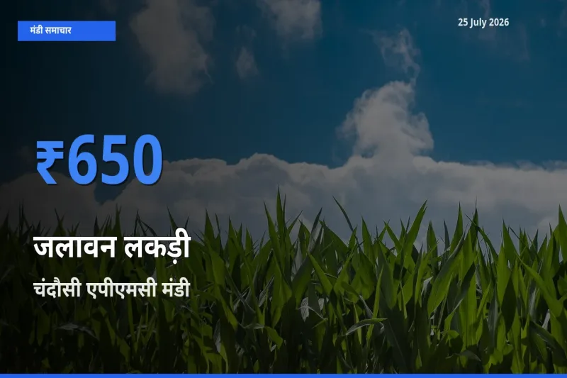 आज का मंडी भाव: जलावन लकड़ी के सबसे ज़्यादा दाम चंदौसी एपीएमसी में