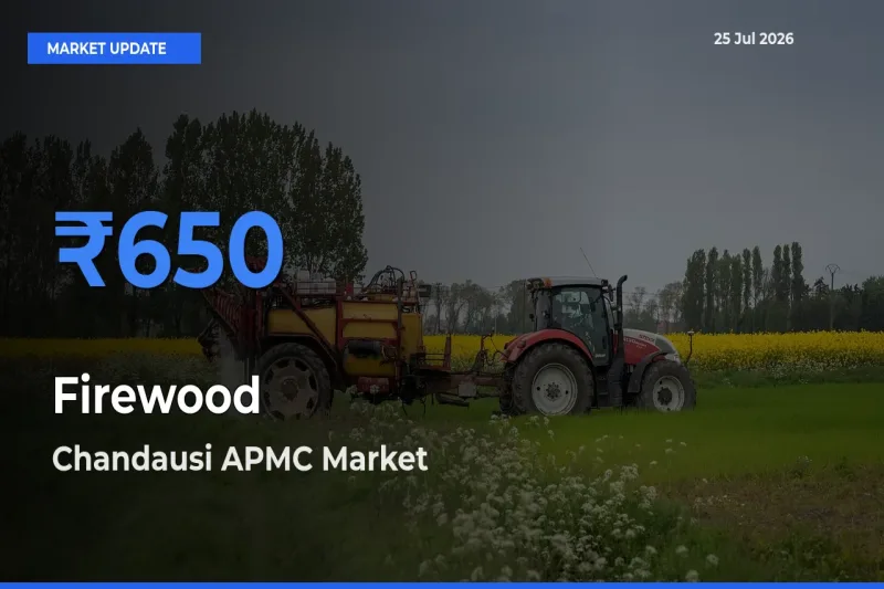 Firewood Mandi Rate Today: Chandausi APMC Tops the List