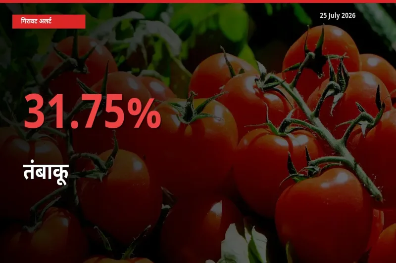 अचानक झटका! मंडी में तंबाकू के दाम 31.75% टूटे